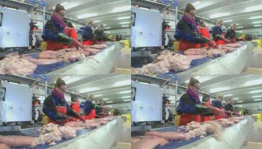 妇女在装配线上切割和清洗鱼高清在线视频素材下载