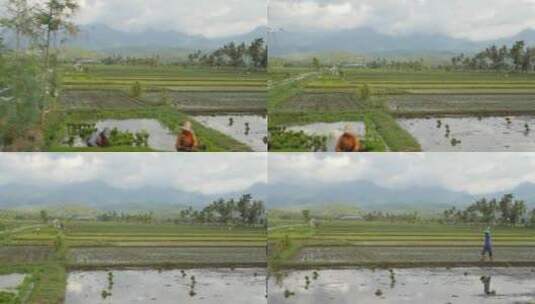 平移拍摄印度尼西亚的稻田高清在线视频素材下载