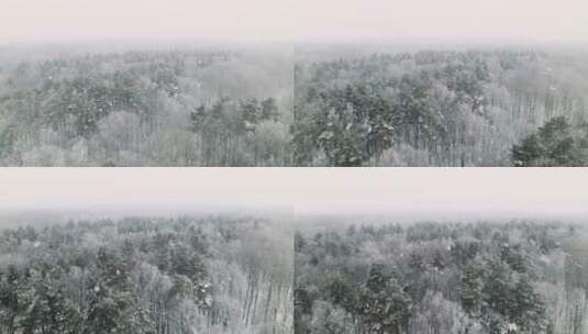 森林上空飘落的雪花高清在线视频素材下载