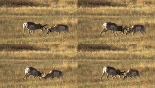两头羚羊在草原上打架高清在线视频素材下载