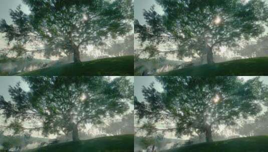 4K阳光穿过古榕树高清在线视频素材下载