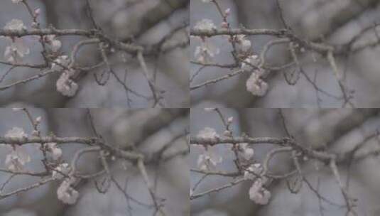 杏树杏花开放LOG视频素材高清在线视频素材下载