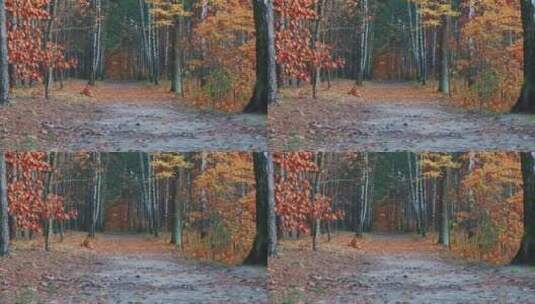 秋天森林的树木高清在线视频素材下载