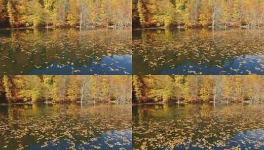在秋叶飘飘的湖面上飞翔高清在线视频素材下载