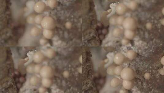 滑菇滑子蘑LOG素材高清在线视频素材下载
