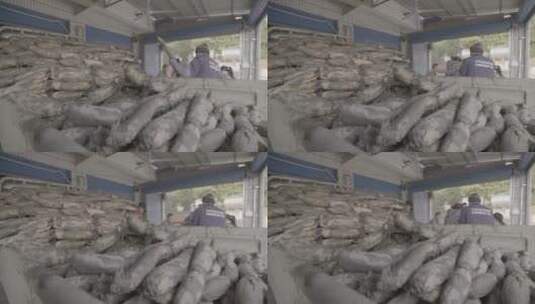 农贸市场销售的带泥巴的莲藕LOG高清在线视频素材下载