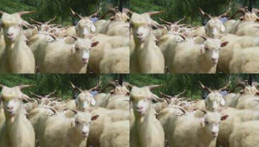 绒山羊养殖高清在线视频素材下载