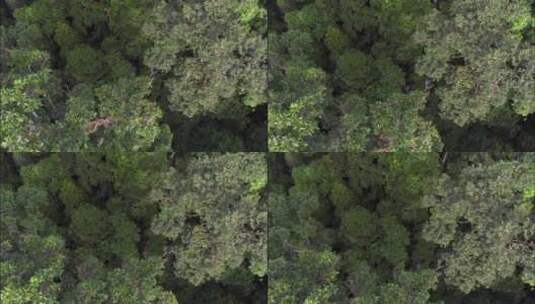 俯瞰森林高清在线视频素材下载