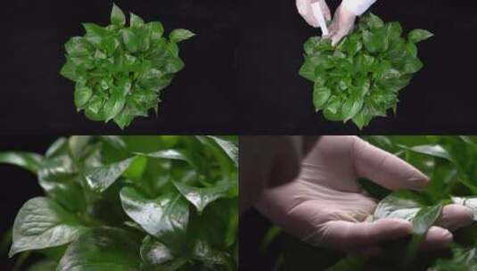 【镜头合集】绿化除甲醛绿萝绿叶植物高清在线视频素材下载