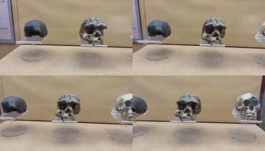 山顶洞人北京人猿人骨骼化石高清在线视频素材下载