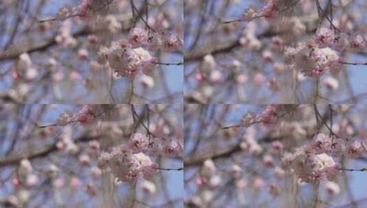 树枝上开放的粉红色桃花高清在线视频素材下载