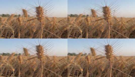 成熟小麦植物特写镜头高清在线视频素材下载