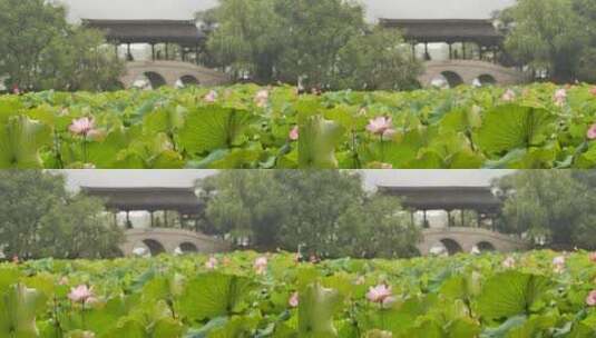 杭州湘湖荷花池风景高清在线视频素材下载