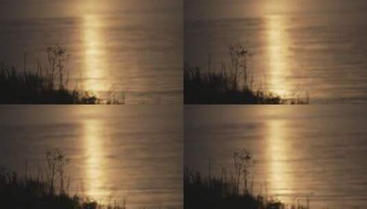 黄昏夕阳里波光粼粼的湖面上小草摇曳4k高清在线视频素材下载