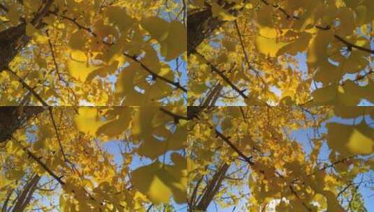 银杏树树叶生态高清在线视频素材下载