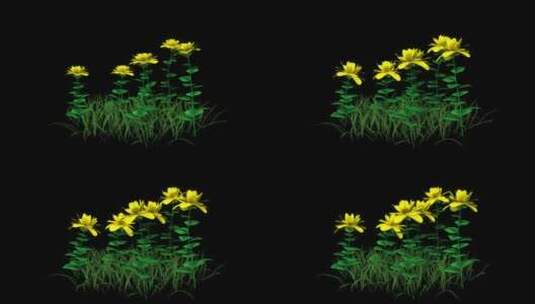 黄花植物生长高清在线视频素材下载