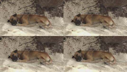 沙滩上熟睡的狗高清在线视频素材下载