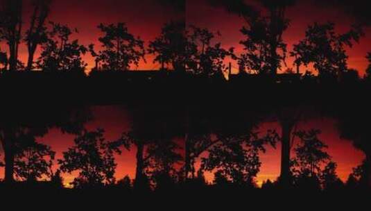 横向树影夕阳余晖空镜高清在线视频素材下载