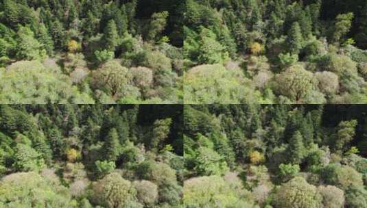 夏季森林航拍高清在线视频素材下载