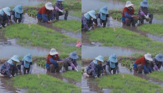 田间拔秧苗的农村妇女高清在线视频素材下载
