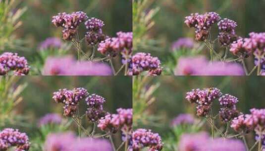 慢镜头拍摄马鞭草上采蜜的蜜蜂高清在线视频素材下载