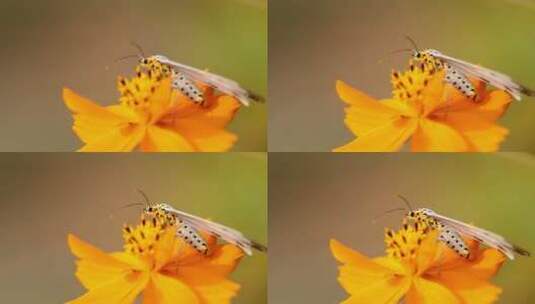 花上的蝴蝶高清在线视频素材下载