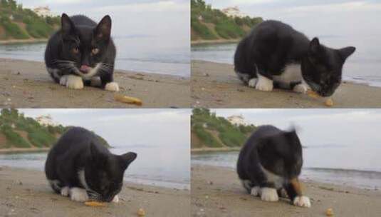 4k猫吃薯条高清在线视频素材下载