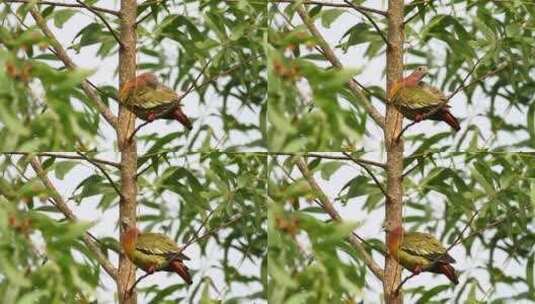 五颜六色的鸽子在树上高清在线视频素材下载