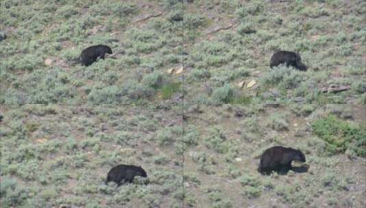 美国航空-黑熊慢慢走向森林高清在线视频素材下载