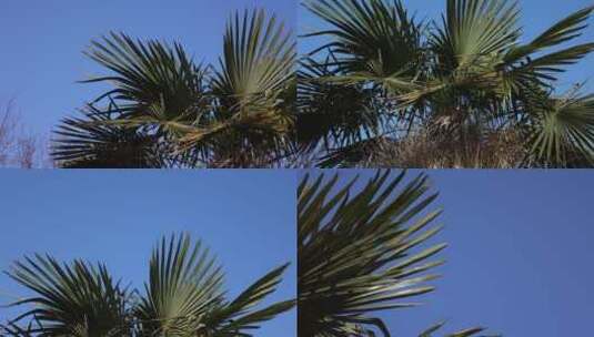 棕榈树高清素材高清在线视频素材下载