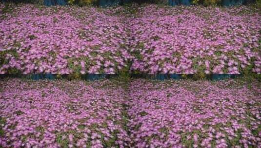 4k植物园里的粉红色小花高清在线视频素材下载