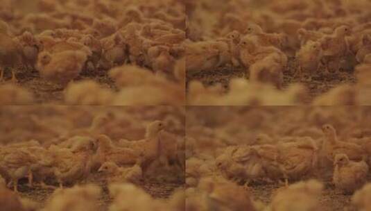 小鸡养殖场4高清在线视频素材下载