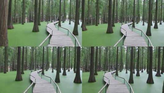 唯美水上森林风景带小桥《水上森林》高清在线视频素材下载