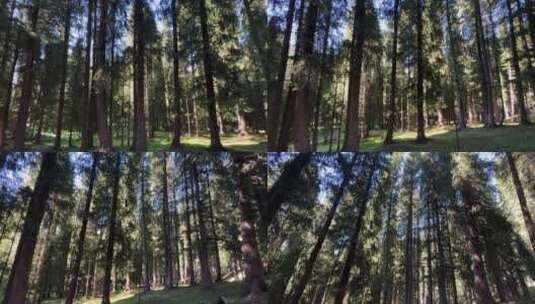 阳光穿过森林树林高清在线视频素材下载