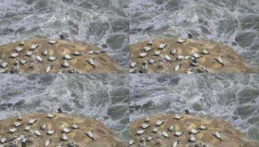 岩石上的塘鹅鸟高清在线视频素材下载