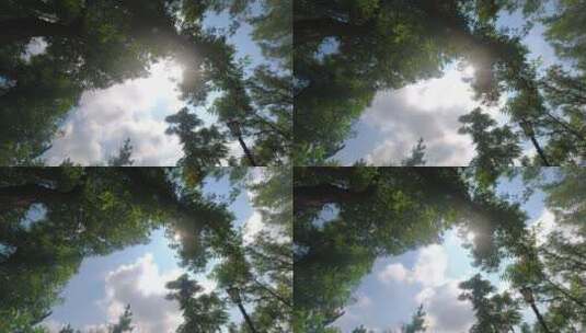 仰拍绿叶间的蓝天白云阳光延时高清在线视频素材下载