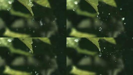 树叶下雨高清在线视频素材下载