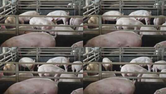 牲畜养殖场高清在线视频素材下载