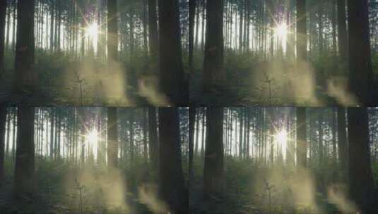 迷雾森林里的阳光高清在线视频素材下载