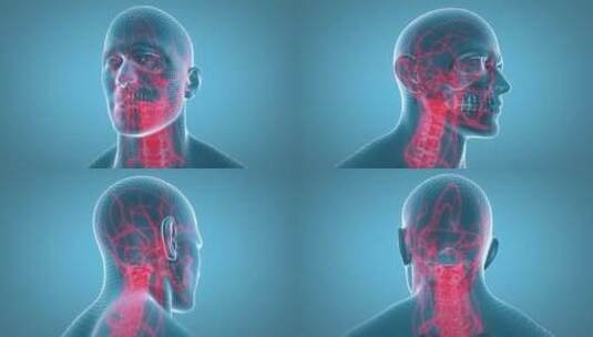 3D真实人体皮肤下神经血管大脑颈椎动画高清在线视频素材下载