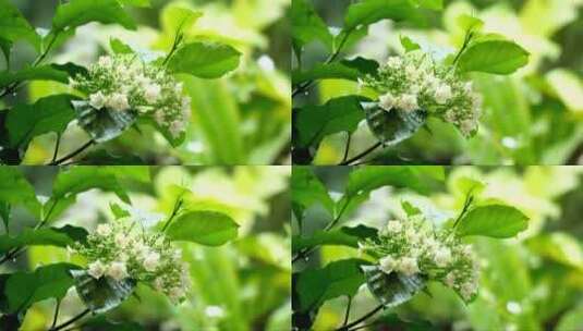 雨后的野花高清在线视频素材下载