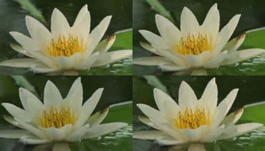 一朵白色睡莲绽放在池塘上高清在线视频素材下载