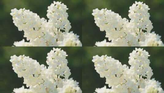白色的丁香花和春天的阳光高清在线视频素材下载