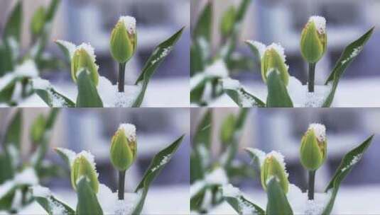 雪落在郁金香花上。春天的背景。高清在线视频素材下载