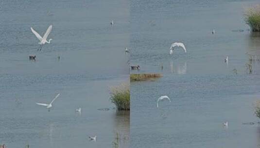 8k实拍湿地飞翔的白鹭高清在线视频素材下载