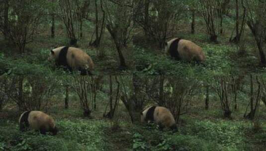 树丛里的国宝野生大熊猫高清在线视频素材下载