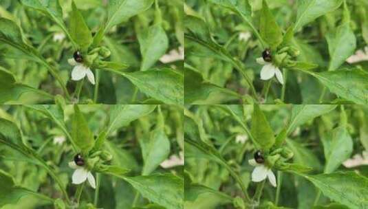 辣椒植物叶子高清在线视频素材下载