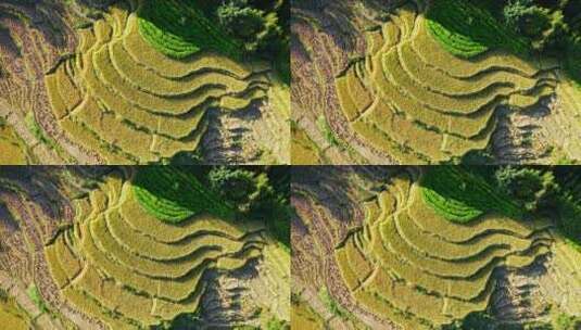俯拍秋收中的稻田高清在线视频素材下载