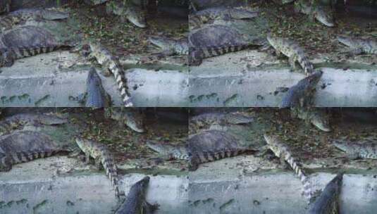 4K鳄鱼爬行高清在线视频素材下载