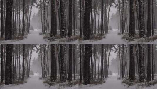 大自然冬天下雪 冰雪覆盖的森林雪景特写高清在线视频素材下载